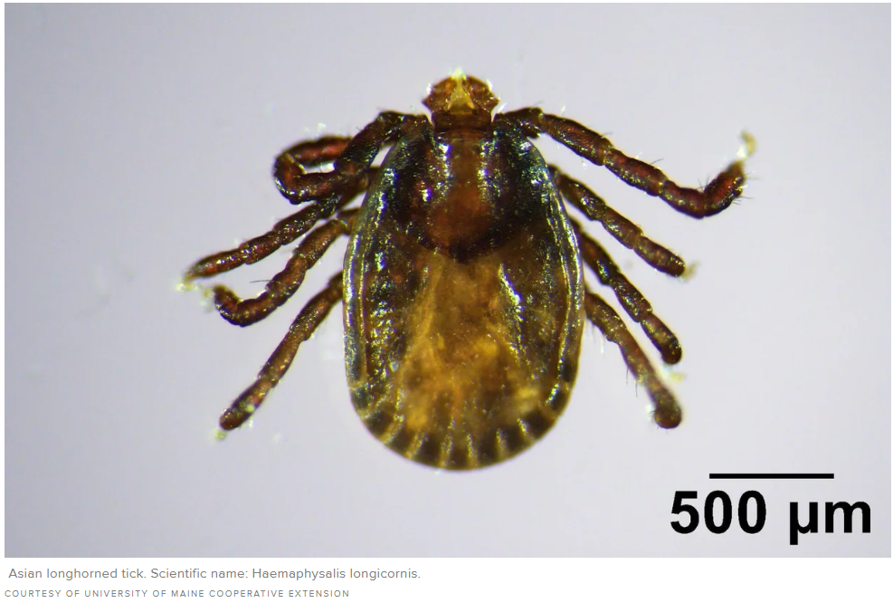 The invasive Asian longhorned tick has been spotted in a new part of the U.S. Click to Know!